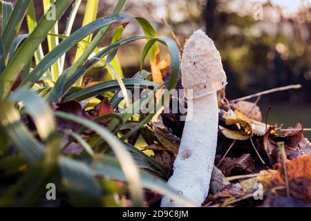 Gewöhnliches Stinkhorn, (Phallus impudicus) Pilz, hinterleuchtet auf Waldboden zwischen Sträuchern und Herbstblättern. Stockfoto