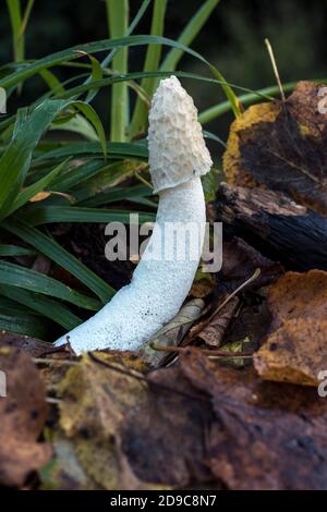 Gewöhnliches Stinkhorn, (Phallus impudicus) Pilz, hinterleuchtet auf Waldboden zwischen Sträuchern und Herbstblättern. Stockfoto