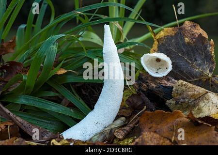 Gewöhnliches Stinkhorn, (Phallus impudicus) (Hexenei) Pilz, hinterleuchtet auf Waldboden, mit abgetrenntem Kopf. Stockfoto