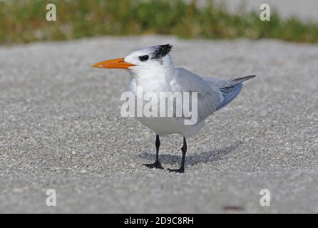 Royal Tern (Thalasseus maximus) Erwachsener im nicht-brütenden Gefieder am Strand Sanibel Island, Florida Februar Stockfoto