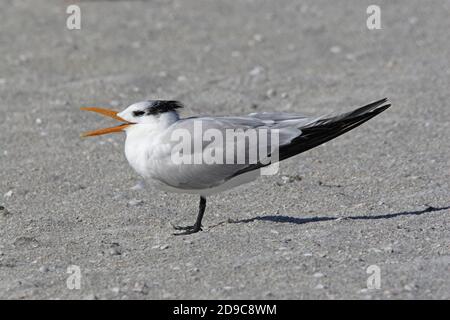 Royal Tern (Thalasseus maximus) Erwachsene im nicht-brütenden Gefieder Gähnen am Strand Sanibel Island, Florida Februar Stockfoto