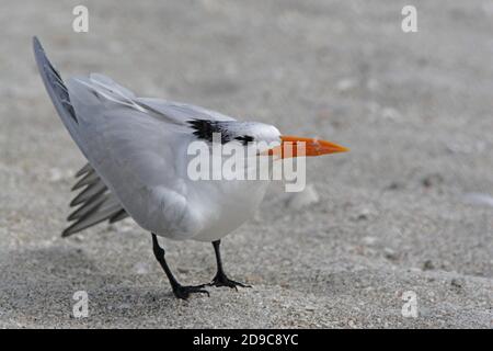 Royal Tern (Thalasseus maximus) Erwachsene in nicht-brütenden Gefieder Stretching am Strand Sanibel Island, Florida Februar Stockfoto