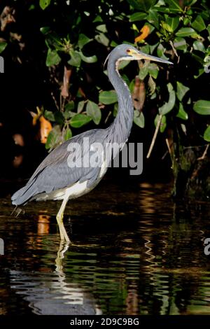 Tricolored Heron (Egretta tricolor) Erwachsene in seichtem Wasser in Mangroven Sanibel Island, Florida Februar Stockfoto