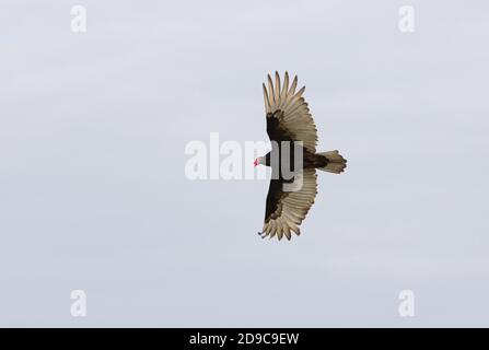 Türkei Geier (Cathartes Aura) Erwachsene im Flug Everglades, Florida Februar Stockfoto