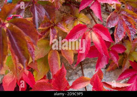 Red virginia Kriechgang auf einer weißen Wand im Herbst Saison Stockfoto