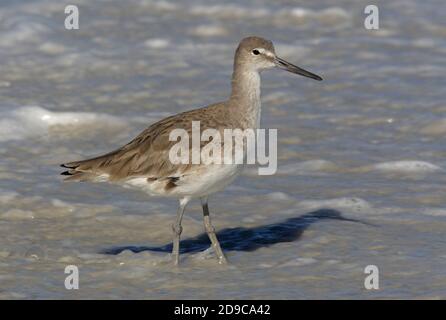 Willet (Catoptrophorus semipalmatus) Erwachsener steht im Surf Sanibel Island, Florida, USA Februar Stockfoto