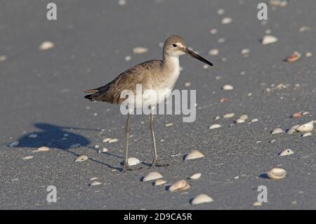 Willet (Catoptrophorus semipalmatus) steht am Strand Sanibel Island, Florida, USA Februar Stockfoto