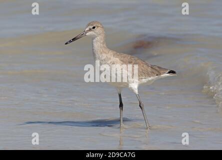 Willet (Catoptrophorus semipalmatus) steht am Strand in seichtem Wasser Sanibel Island, Florida, USA Februar Stockfoto