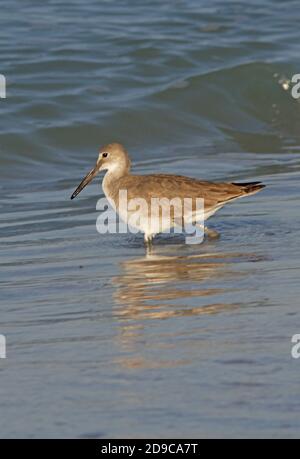 Willet (Catoptrophorus semipalmatus) watet im Meer Sanibel Island, Florida, USA Februar Stockfoto