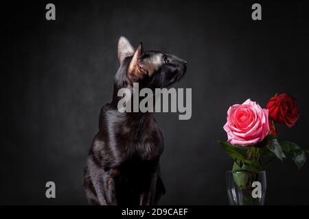 Schwarze orientalische Katze sitzt mit rosa Rose gegen schwarzen Hintergrund Wie ein Liebhaber Stockfoto