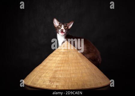 Schokolade und weiße Farbe Kätzchen der orientalischen Katze Rasse sitzend In der Nähe große traditionelle asiatische Hut vor schwarzem Hintergrund Stockfoto