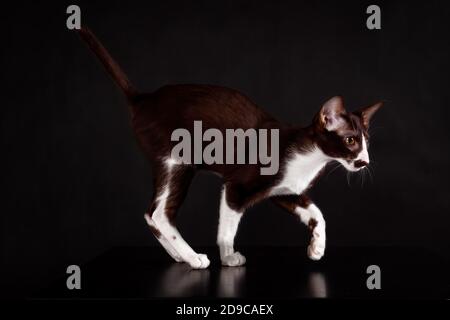 Kleine orientalische Katze Rasse Kätzchen der braunen und weißen Farbe zu Fuß aginst schwarz backgound. Stockfoto