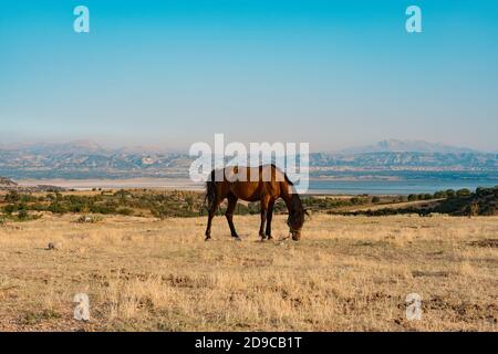 Pferd auf Weide auf goldener Steppe mit Bergen im Hintergrund Stockfoto