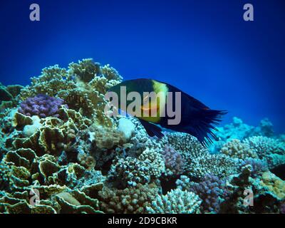 Broomtail Lippfische im Roten Meer Stockfoto