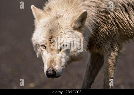 Küstenwolf Stockfoto