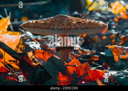 Großer Schirmpilz, Macrolepiota procera, Sonnenpilz im Wald, bunt Stockfoto