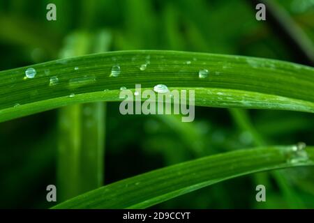 Nahaufnahme von Imperata cylindrica Red Baron Stielen mit Wassertropfen Am Morgen Stockfoto