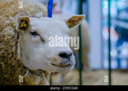 Portrait von lustigen süßen texeler Schafen bei der landwirtschaftlichen Tierausstellung, Kleinviehmesse - Nahaufnahme. Landwirtschaft, Landwirtschaft Stockfoto