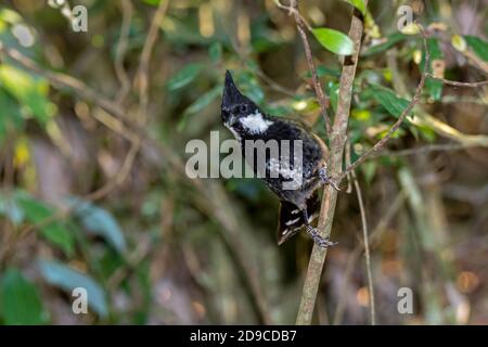 Eastern Whipbird Psophodes olivaceus O'Reilly's Rainforest Retreat, Queensland, Australien 12 November 2019 Erwachsene Psophodidae Stockfoto