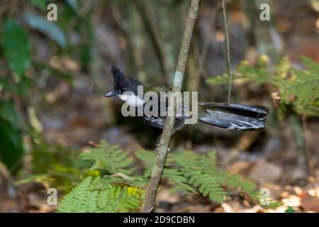 Eastern Whipbird Psophodes olivaceus O'Reilly's Rainforest Retreat, Queensland, Australien 12 November 2019 Erwachsene Psophodidae Stockfoto