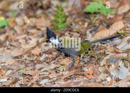 Eastern Whipbird Psophodes olivaceus O'Reilly's Rainforest Retreat, Queensland, Australien 12 November 2019 Erwachsene Psophodidae Stockfoto