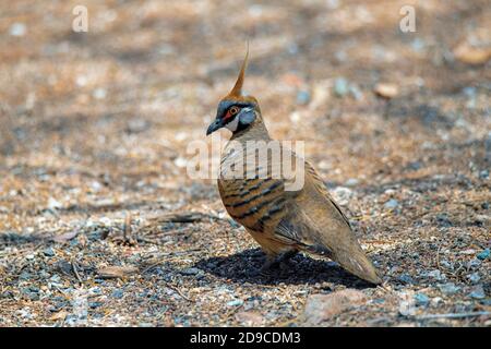 Spinifex Pigeon Geophaps plumifera Ormiston Gorge, Northern Territory, Australien 26. Oktober 2019 Erwachsene Columbidae Stockfoto