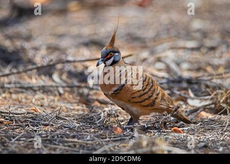 Spinifex Pigeon Geophaps plumifera Ormiston Gorge, Northern Territory, Australien 26. Oktober 2019 Erwachsene Columbidae Stockfoto