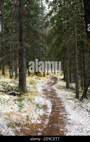 Schneebedeckter Weg im Wald durch Pinien Stockfoto