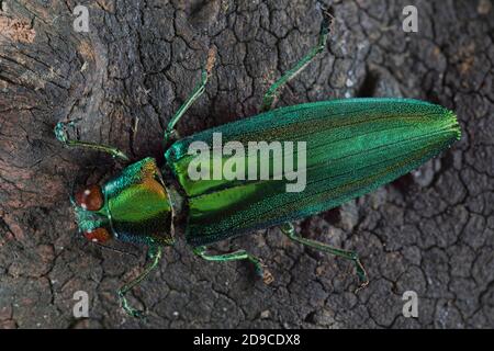 Chrysochroa rajah ist ein Jewel Beetle oder Metallic Wood-Boring Beetle der Buprestidae Familie. Stockfoto