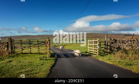 North Yorkshire, Großbritannien. 4. November 2020: UK Humor: Zwei Schafe entscheiden sich, ein Rinderraster aus eigenem Antrieb zu überqueren. Sehr präzise, sehr vorsichtig und nicht besonders langsam. Das hatten sie schon einmal gemacht! Ich war über Malham Moor unterwegs und wartete auf sie, die sie von hinten gesehen hatten, ohne sie in Eile zu bringen! Yorkshire Dales National Park, Großbritannien. Rebecca Cole/Alamy News (c) Stockfoto