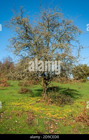 Crab Apfelbaum (Malus sylvestris) mit gelben Früchten und gefallenen Äpfeln auf dem Boden im Herbst, Großbritannien Stockfoto