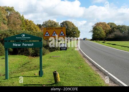 Straßenschilder im New Forest National Park, die vor Tiersterben auf der Straße warnen, Hochrisiko-Straße, Hampshire, England, Großbritannien Stockfoto