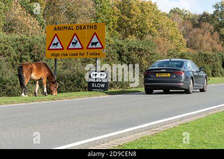 New Forest Pony grasen an der Straße neben einem Schild Warnung vor Tiersterben im New Forest National Park mit einem vorbeifahrenden Auto, Hampshire, England, Großbritannien Stockfoto