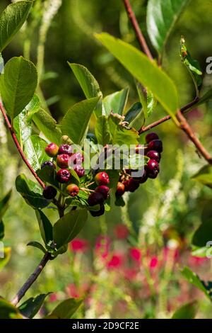 Ast mit Früchten der schwarzen Johannisbeere, Aronia melanocarpa, im Sonnenlicht, geringe Schärfentiefe, selektiver Fokus Stockfoto