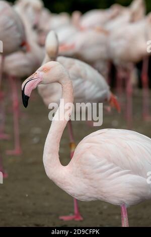 Porträt eines großen Flamingos (phoenicopterus roseus) im Wasser Stockfoto