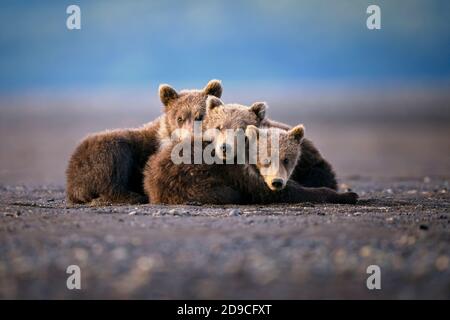 Braunbären an der Küste Stockfoto