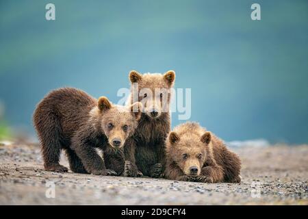 Braunbären an der Küste Stockfoto