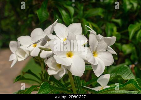 Plumeria pudica weiße Blüten blühen, mit grünen Blättern Hintergrund Stockfoto