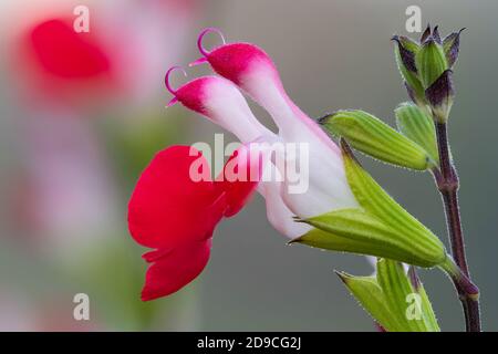 Makroaufnahme von heißen Lippen Salvia Blumen in Blüte Stockfoto