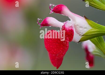 Makroaufnahme von heißen Lippen Salvia Blumen in Blüte Stockfoto