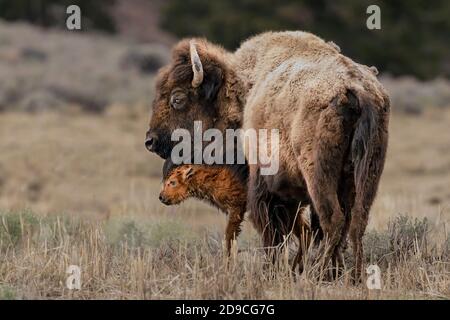 Bison Stockfoto