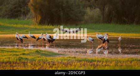 Eine Gruppe Störche wacht in den Aiguamolls de l'Emporda auf Stockfoto