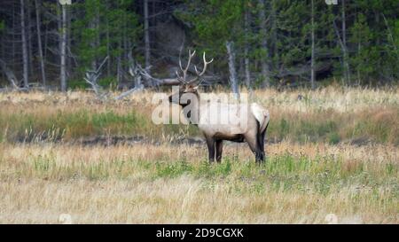 Seitenansicht eines Elchhirsches, der am nebligen Morgen am madison River im yellowstone National Park, montana, steht Stockfoto