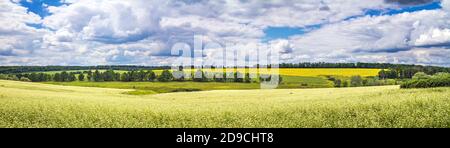 Ländliche Landschaft, Banner, Panorama - blühende Buchweizenfeld unter dem Sommerhimmel Stockfoto