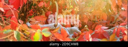 Herbstkomposition mit Kürbissen und Trauben auf einem Hintergrund von roten Blättern, Banner. Konzept von Thanksgiving Tag oder Halloween mit Platz für Text Stockfoto