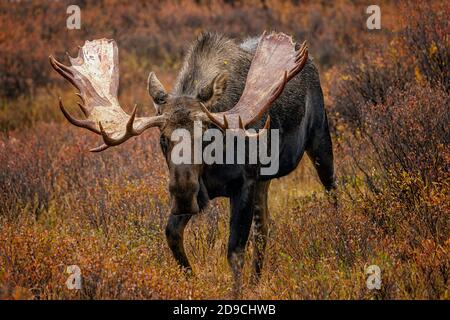 Bull moose Stockfoto