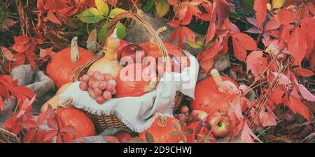 Herbstkomposition mit Kürbissen und Trauben auf einem Hintergrund von roten Blättern, Banner. Konzept von Thanksgiving Tag oder Halloween mit Platz für Text Stockfoto