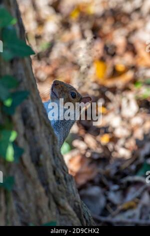 Ein graues Eichhörnchen guckt um einen Baum, der sich hinter einem Baum in den Herbstblättern versteckt. Stockfoto