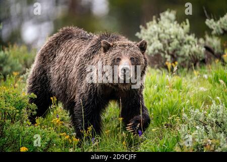 Grizzly bear Stockfoto