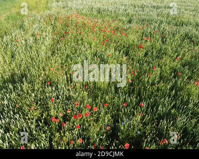 Wilde Mohnblumen auf einem Weizenfeld, Luftaufnahme. Rote Wildblumen. Stockfoto